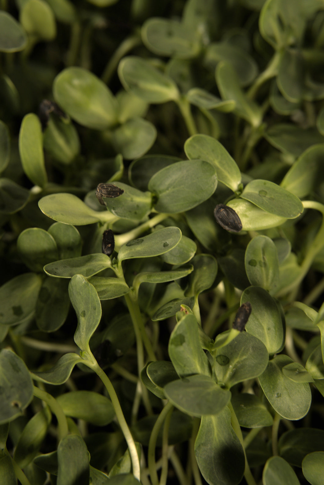 Microgreens by Slim Sprouts