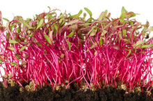 Load image into Gallery viewer, Microgreens by Slim Sprouts
